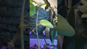 Цветение хойи Мишель ( Hoya Michelle)