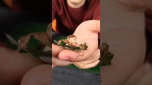 Австралийский палочник | СОДЕРЖАНИЕ И УХОД