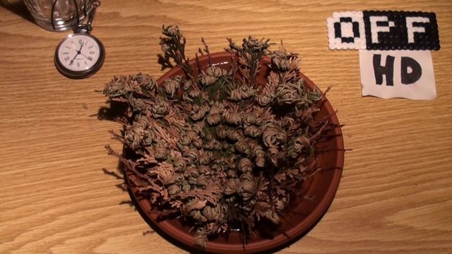 Selaginella lepidophylla (false rose of Jericho) opens смотреть онлайн