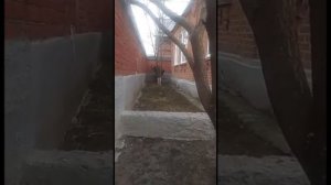 Подклад. Сихр. Порча. Как найти в частном доме.