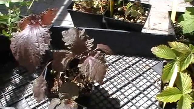 UBC plant sale purchases смотреть онлайн