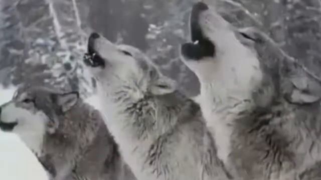 Про Волка смотреть онлайн