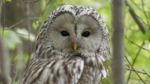 Старая знакомая сова на охоте. Длиннохвостая неясыть ( Strix uralensis )