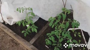 Высадка первых томатов в теплицу, Сибирь 24 апреля, 2020. Дачные дела.