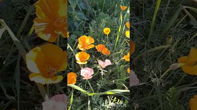 Прощальный осенний вальс цветов смотреть онлайн