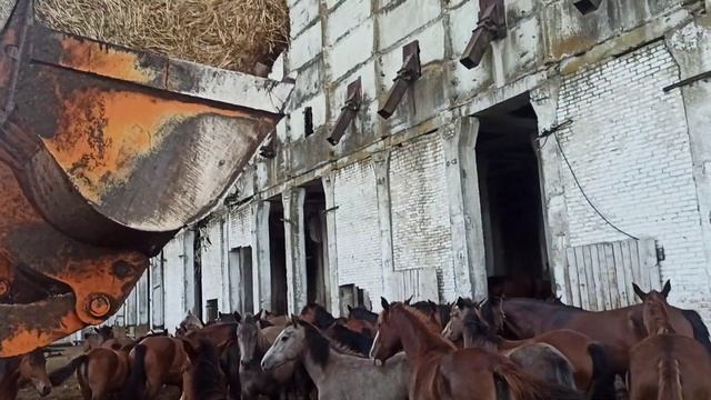 Лошади кушают сено. смотреть онлайн