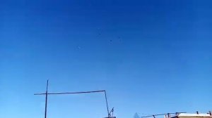 Ялуторовск, в гостях у  Юрия Крупеня, Свердловские высоколетные голуби.