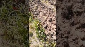 Копка картошки веерной картофелекопалкой.