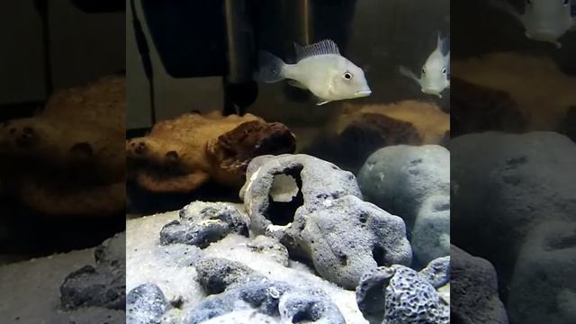 Geophagus steindachneri 2019 смотреть онлайн