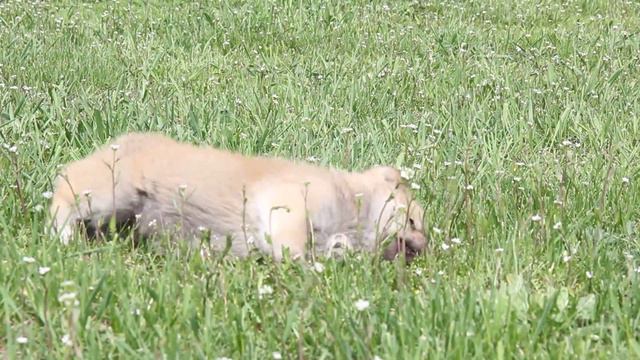 Щенки Акита Ину (японской Акиты) 1м. смотреть онлайн