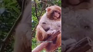 Не меняйте вы людское, на никчёмные гроши... // Шикарная песня.