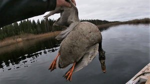 РЫБАЛКА НА СЕТИ \ СЕТИ ПОДНЯЛИ \ УТКУ ДОБЫЛИ