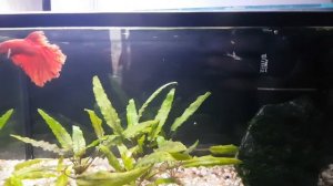 петушок Betta и гуппи Эндлера в одном аквариуме 13 л