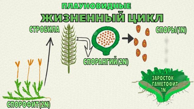 Ботаника.Плауновидные.Жизненный цикл плаунов. смотреть онлайн