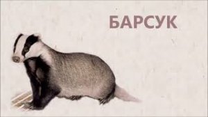 БАРСУК–Необычный обитатель леса.(Badger)