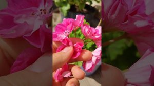 Сеянец пеларгонии, перекрестное опыление. Мама Survivor Idols Rosalinda