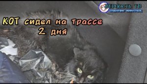 СПАСЕНИЕ СБИТОГО КОТА с трассы, встреча с Люсей и операция Тосе. Верновцы - спасение животных 3 апр.