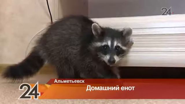 Аккаунт енота из Альметьевска набирает популярность в соцсетях смотреть онлайн