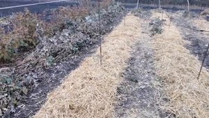 Укрываем ремонтантную малину на зиму