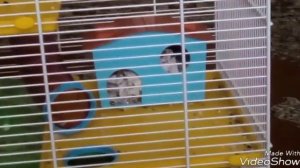 Как правильно обустроить клетку хомяка