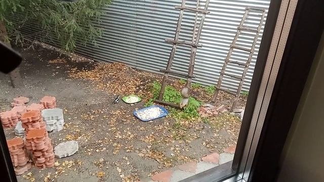 Мокрые.