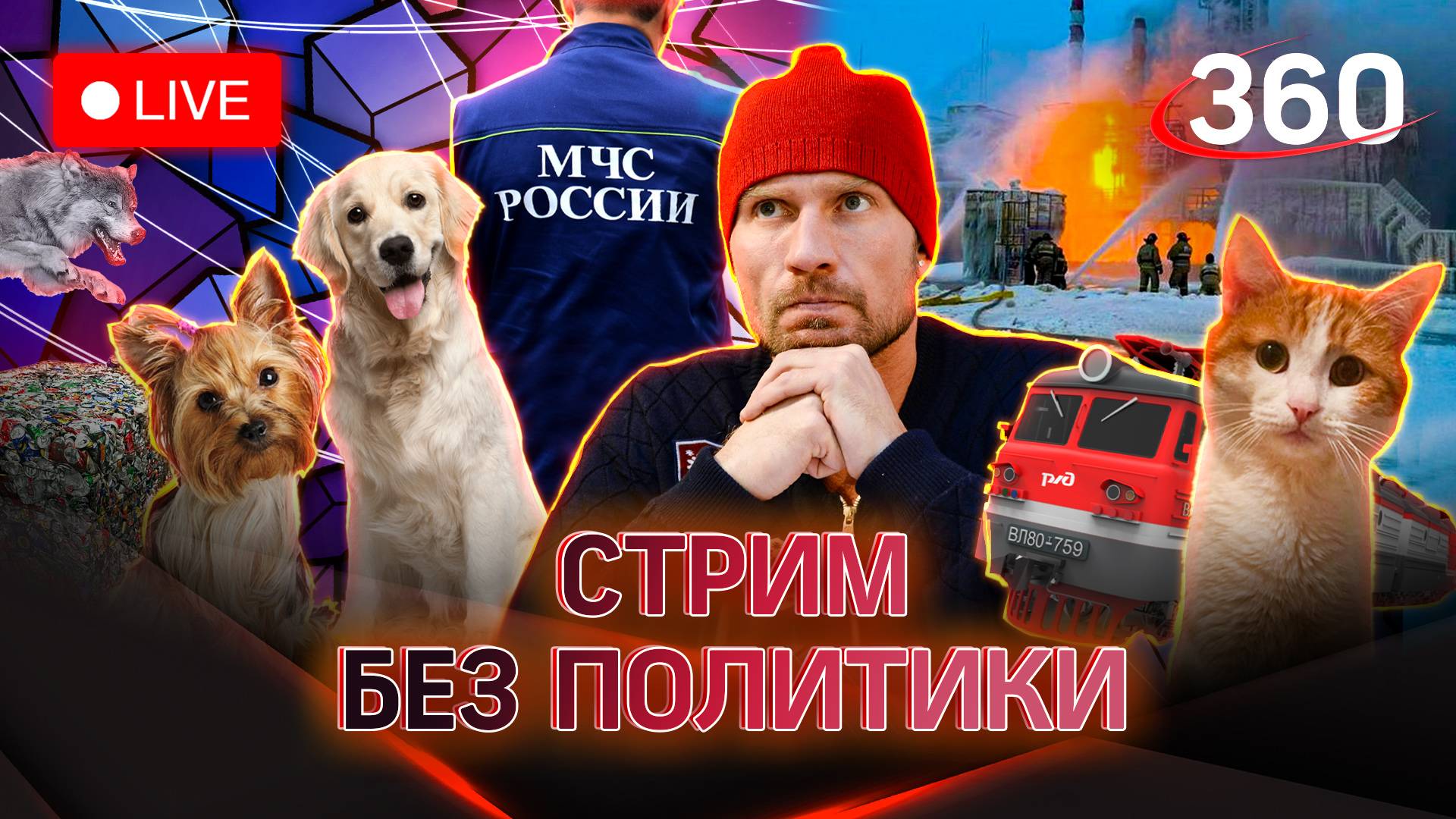 Атака волков в Кургане, проводница и кот Твикс, ледяной корабль в Минске. Новости без политики