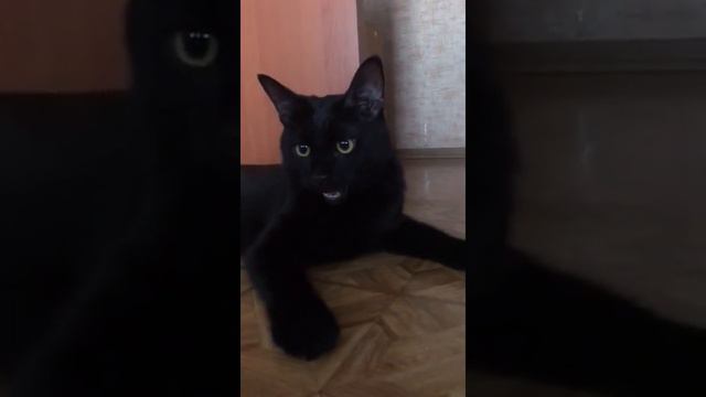 котенок Шушик шлет приветик из дома. Приют Петербург