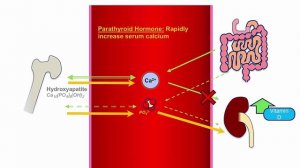 USMLE RX - 3.Эндокринная система - 5.Физиология - 11.Паращитовидный гормон (паратгормон)