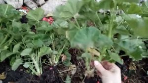 Пересадка герани с улицы домой в горшки.