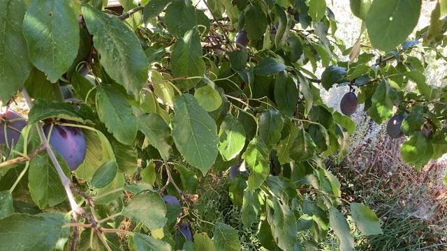 Stanley Plums: Being Choosy About Fruit Tree Varieties смотреть онлайн