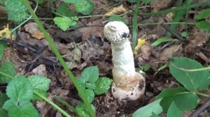 Грибы Веселки. Как растут. Шампиньоны лесные, как распознать