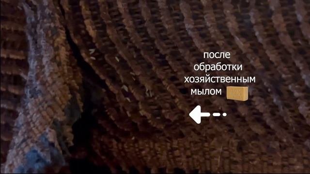 Клопы погибли от хозяйственного мыла #shorts