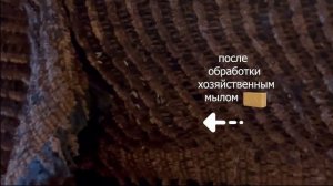 Клопы погибли от хозяйственного мыла #shorts