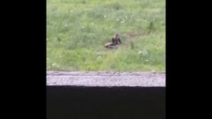 Медведь на овсах