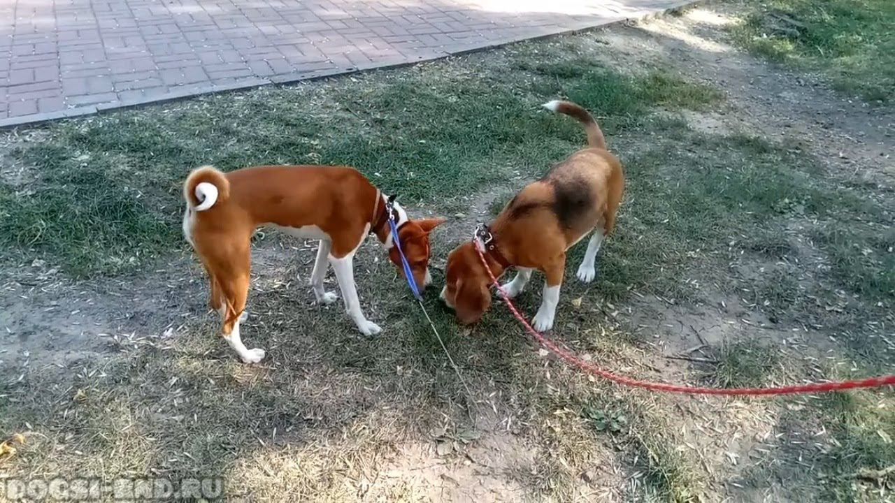 Чарли & Лео. Прогулка в парке