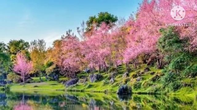 ଏ ବନର ଛାଇ || Odia Song || Instrumental || Background music || Musical zone || смотреть онлайн