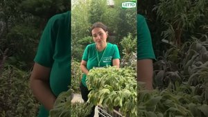 Пряные травы в саду: обзор ароматных растений