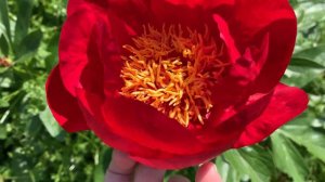 Paeonia 'Postillion'(Saunders, 1941)