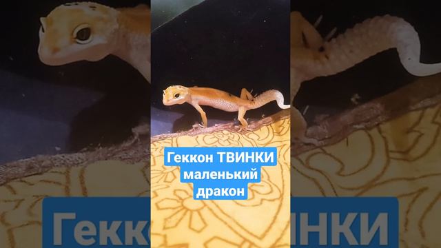 Геккон ТВИНКИ 🦎 Ящерицы домашние животные питомец Эублефар