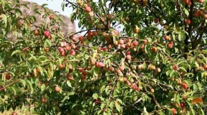 Ваан Арцруни — "Еркир Армения", Վահան Արծրունի