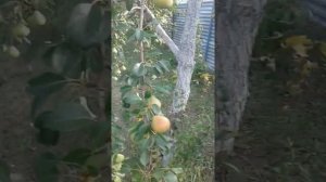 20210814 081022  груши сказочная и отрадная