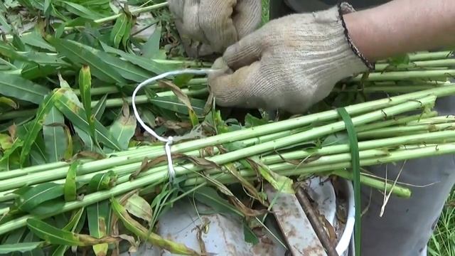 Биотехния как вязать веники для косули и лося #следопытохотник смотреть онлайн