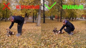 Как знакомиться с собакой?