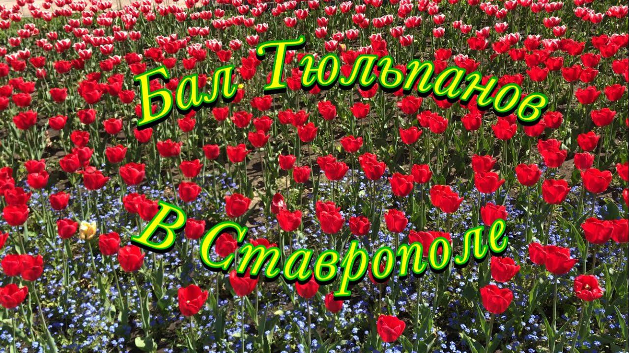 БАЛ ТЮЛЬПАНОВ В ЦЕНТРЕ СТАВРОПОЛЯ