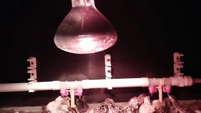 Какая температура должна быть в брудере смотреть онлайн