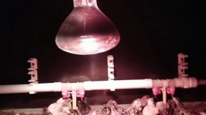 Какая температура должна быть в брудере