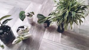 зимние новиночки для фитомодуля.покупка фитостены🌿🌿🌾🙏