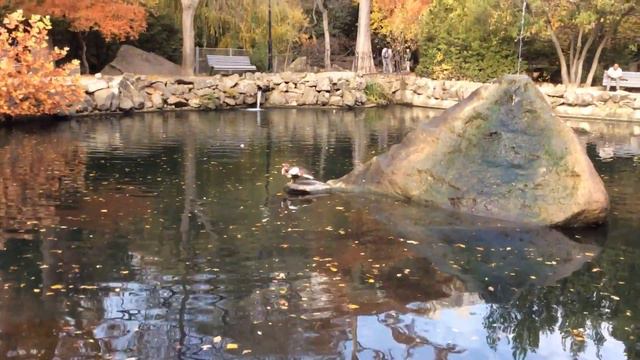 9 ноября 2016 г. Алупка.Воронцовский дворец. смотреть онлайн
