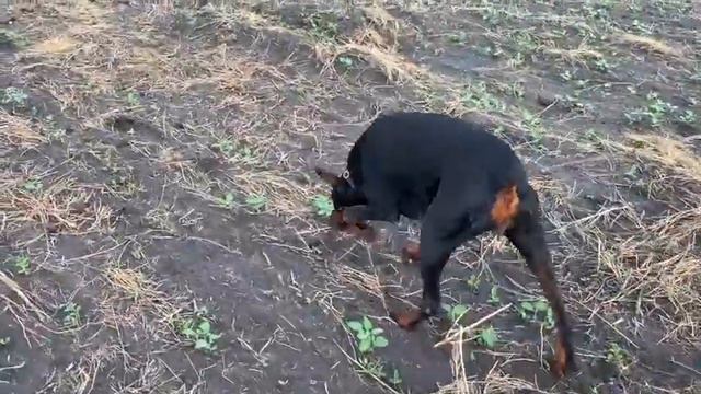 Tracking training with dobermann Dona Deorum Deya at Gratsiano Team смотреть онлайн