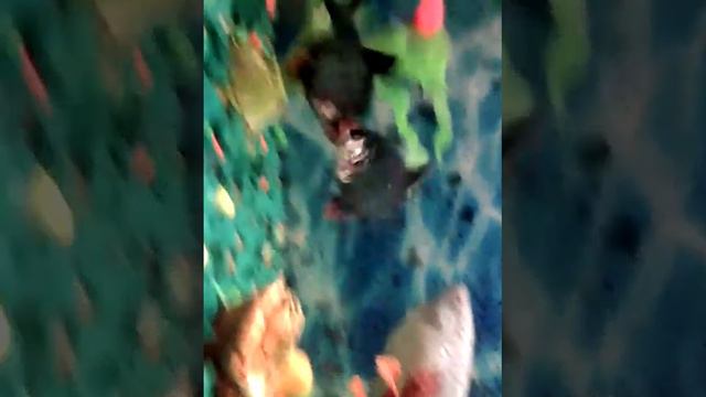 барбусы дерутся. смотреть онлайн